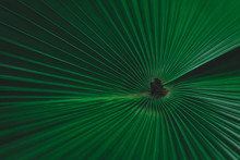 Green Leaves Pattern Background. Fiji Fan Palm, White Elephant Palm, White Backed Palm Or Kerriodoxa Elegans. Green Leaves Color Tone Dark Background.