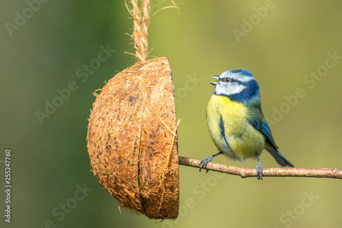 Fotografía Blue Tit with coconut feeder, facing left, singing, beak open