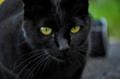 Gato negro ojos verdes