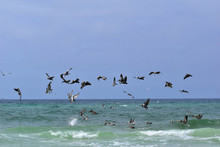 Group Of Pelicans And Seagulls Feeding Off The Coast Of Florida
