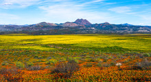 Super Bloom Desert Wildflowers Landscape Panorama