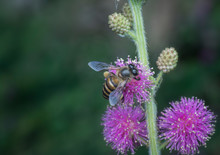 Bee And Mimosaceae