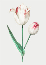 Tulip In Vintage Style