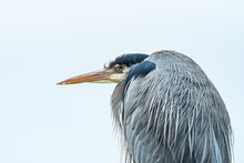 Close Up Portrait Of One Great Blue Heron Resting Under The Wind Under Overcast Sky