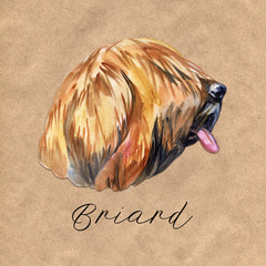 Briard dog breed isolated on white background watercolor art illustration. Herding dog, originally from France, dog head portrait, clipart realistic design puppy hand drawn print, Berger de Brie