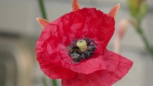 Bumblebee On Red Poppy In The Nature