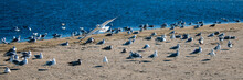 Flock Of Seagulls [Laridae] At McGrath State Park Marsh Estuary Nature Preserve Where The Santa Clara River Meets The Pacific Ocean At The Ventura Beach In California United States