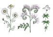 Meadow flowers and grass color in vector