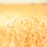 Fototapeta  - background of  yellow ears on the beautiful golden wheat field