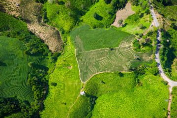 Wall Mural - aerial view agricultural area green tea on the mountain at doi chiang rai Thailand