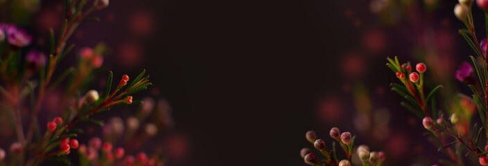 Wall Mural - Panorama of flower branches on a black background. Collage in the form of purple and red flowers on a black background for design. Wide foramat for writing text.