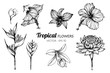 Collection set of Tropical flower drawing illustration.