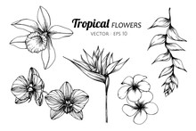 Collection Set Of Tropical Flower Drawing Illustration.