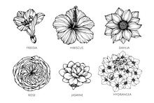 Collection Set Of Flower Drawing Illustration.