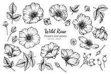 Collection Set Of Wild Rose Flower And Leaves Drawing Illustration.