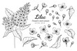 Collection set of lilac flower and leaves drawing illustration.