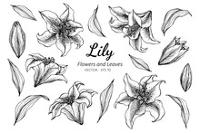 Collection Set Of Lily Flower And Leaves Drawing Illustration.