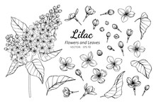 Collection Set Of Lilac Flower And Leaves Drawing Illustration.