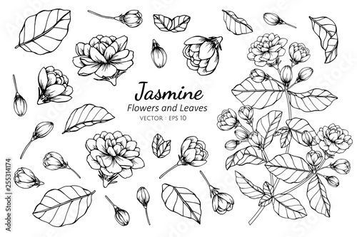 Photographie Collection set of jasmine flower and leaves drawing illustration.