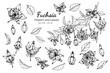 Collection set of fuchsia flower and leaves drawing illustration.