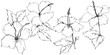 © yanushkov - Vector Hibiscus floral botanical flower. Black and white engraved ink art. Isolated hibiscus illustration element.