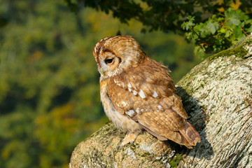 Wall Mural - Tawny Owl (Strix aluco) sitting in an oak tree in autumn in Wales, UK