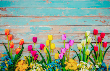 Wall Mural - tulip blossom flowers on vintage wooden background, border frame design. vintage color tone - concep