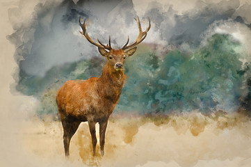 watercolor painting of portrait of majestic red deer stag in autumn fall