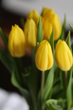 Fototapeta Tulipany - An Image of a tulip