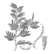 Gum Arabic Tree (Acacia Arabica) / Vintage Illustration From Meyers Konversations-Lexikon 1897