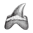 Shark tooth - Carcharodon heterodon (Tertiary period) / Vintage illustration from Meyers Konversations-Lexikon 1897