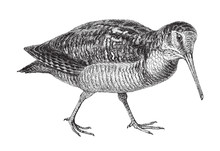 Eurasian Woodcock (Scolopax Rusticola) / Vintage Illustration From Meyers Konversations-Lexikon 1897