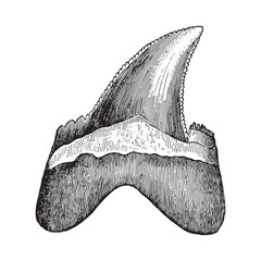 Shark tooth - Carcharodon heterodon (Tertiary period) / Vintage illustration from Meyers Konversations-Lexikon 1897