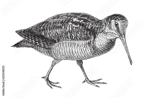 Fotomural Eurasian Woodcock (Scolopax rusticola) / vintage illustration from Meyers Konver