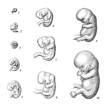 Human Embryo Growing Stages / Vintage Illustration From Die Frau Als Hausarztin 1911