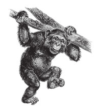 Common Chimpanzee (Pan Troglodytes) / Vintage Illustration From Brockhaus Konversations-Lexikon 1908