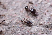 Macro Ants Pheidole Jeton Driversus