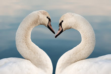 Close Up Of Two Swans In The Shape Of A Heart. Love Concept, Valentine Greeting Card.