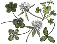 Clover Set. Isolated Wild Plant And Leaves On White Background. Herbal Engraved Style Illustration. Detailed Botanical Sketch. A Set Of Clover Leaves - Four-leafed And Trefoil.