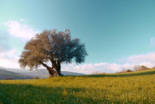 Lonely Olive Tree In The Field