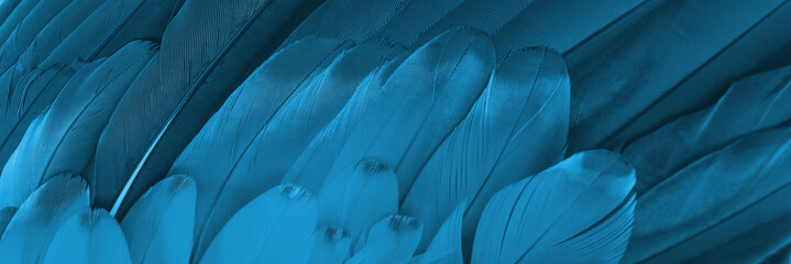 closeup macaw feathers for background