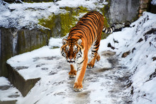 Beautiful Amur Tiger On Snow. Tiger In Winter. Wildlife Scene With Danger Animal.