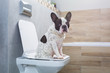 © Patryk Kosmider - French bulldog sitting on a toilet seat in bathroom