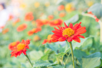 Wall Mural - beauty color flowers close up,daisy flower