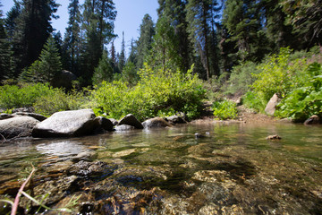 river in the forest