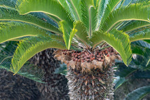 Sago Palm Tree Fruit, On The Branch