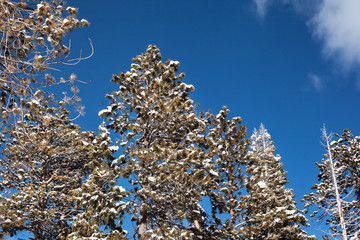 Pine trees agains a blue sky in the winter