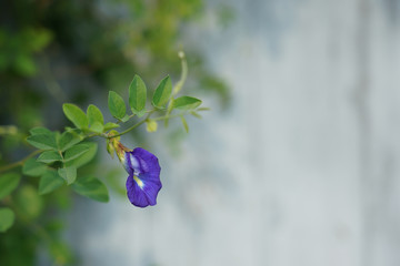 Wall Mural - Butterfly pea flower and green leaf in the morning.