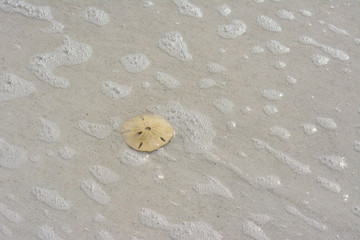 Sand dollar sitting on a white sand beach on the Florida Gulf Coast.