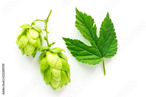 Fotomural Green Hop Plant and Leaf isolated on White Background